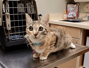 cat at checking table