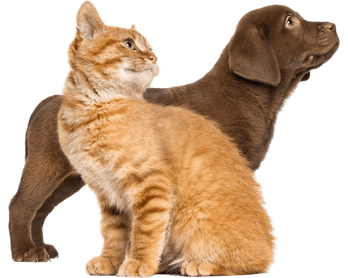 chocolate labrador puppy and ginger kitten together