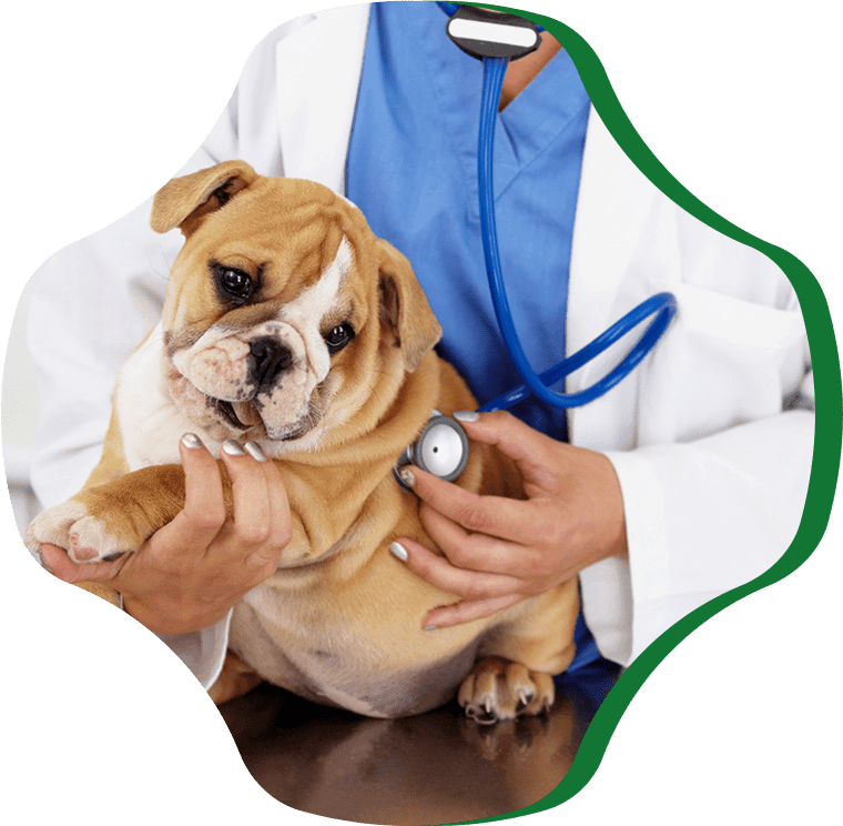 doctor with stethoscope inspection bulldog pet puppy