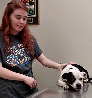 dog-at-checking table