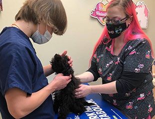 vets checking dog