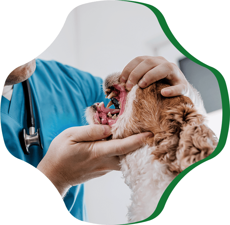 dental exam performing by veterinarian