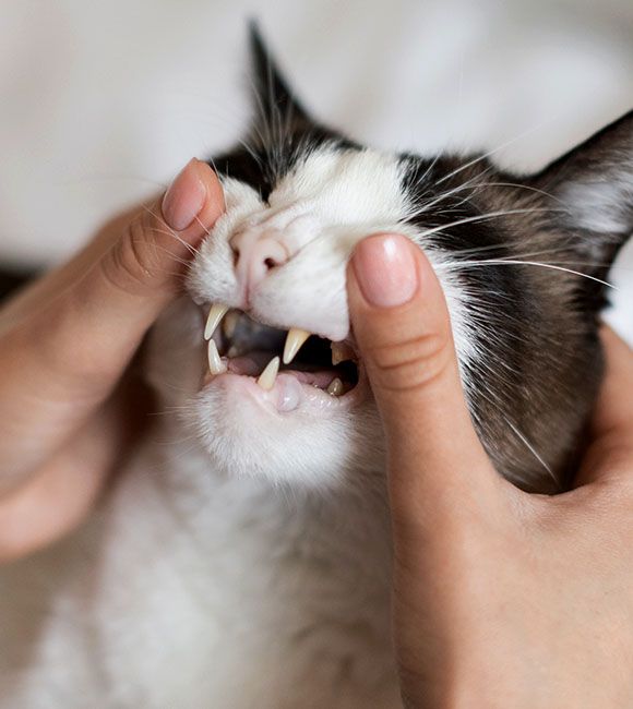 pet owner examining cat's teeth