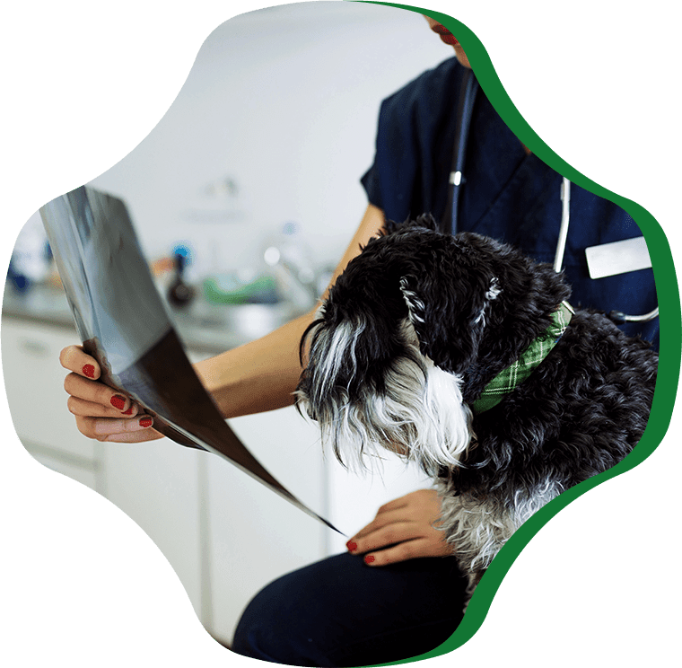 vet examining xray's dog