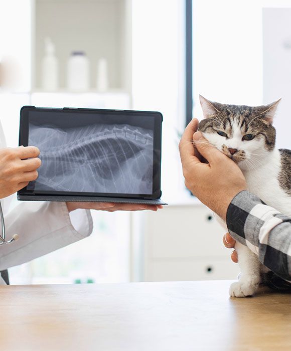 vet showing xray cat to owner