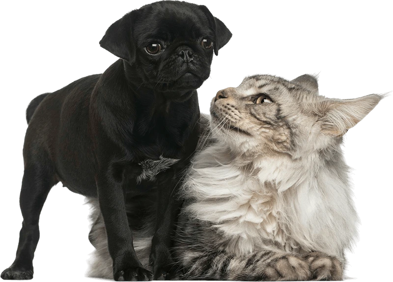 gray maine coon cat and black pug puppy