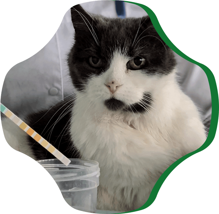 vet examines cat urine test