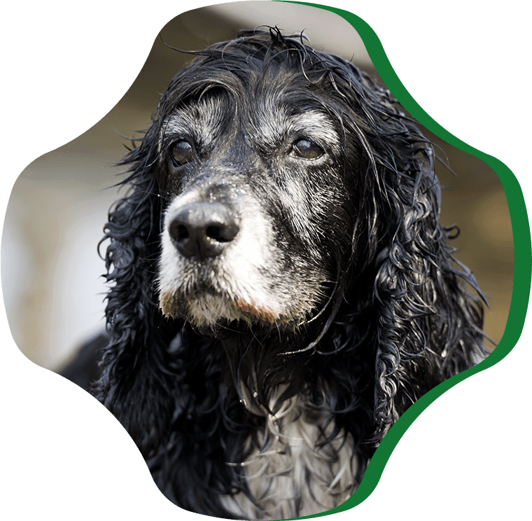 black cocker spaniel dog