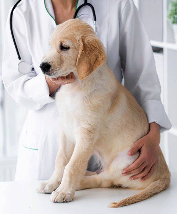 lovely golden retriever dog at vet