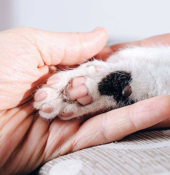 human hand holding paw kitten