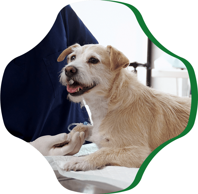 doctor prepare dog for surgery