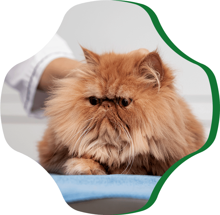 veterinarian taking care cat