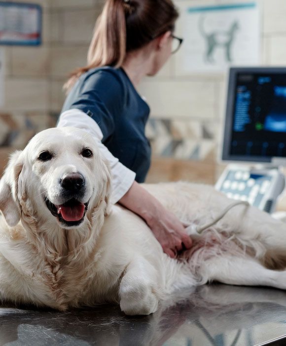 dog lying table while vet looking monitor she doing ultrasound