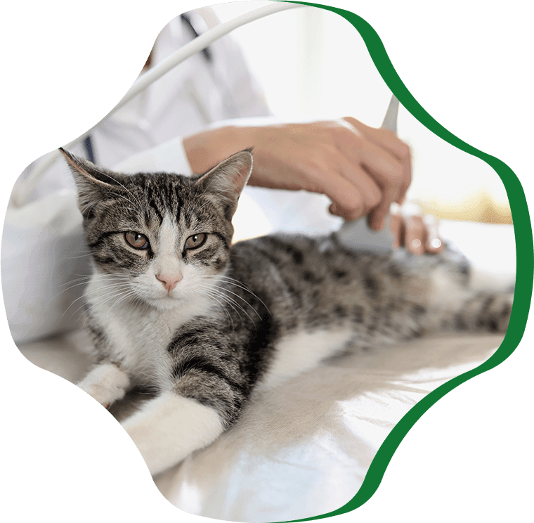 veterinarian conducts ultrasound scan adult cat