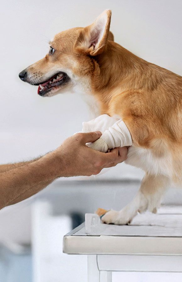 veterinarian bandaging paw pembroke welsh corgi dog