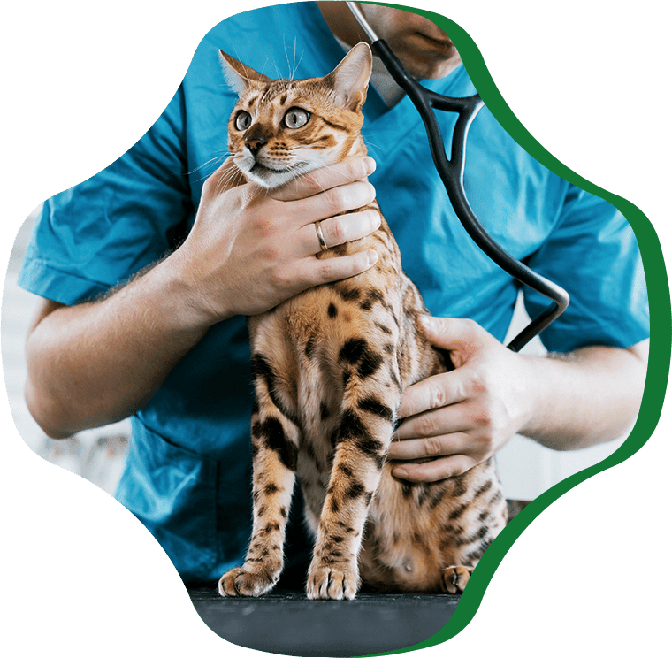 veterinarian listening with stethoscope heart cat