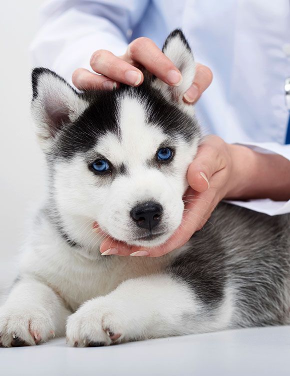 little siberian husky puppy having his ears examined by vet