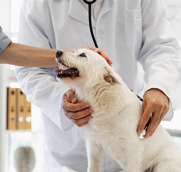 veterinarian examining small dog at vet clinic